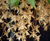 фото Кімнатні квіти Целогина трав'яниста, Coelogyne коричневий