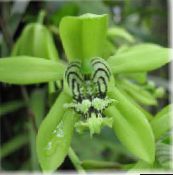 foto Pot Bloemen Coelogyne kruidachtige plant groen