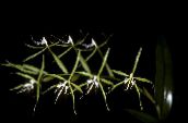 zdjęcie Pokojowe Kwiaty Epidendrum trawiaste zielony