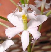 foto Pote flores Buttonhole Orchid planta herbácea, Epidendrum branco