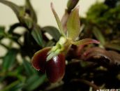 foto Pote flores Buttonhole Orchid planta herbácea, Epidendrum marrom