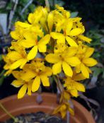 gul Knapphål Orkidé Örtväxter
