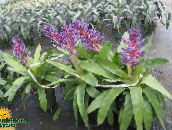 fotografija Sobne cvetje Srebrna Vaza, Žaro Rastlina, Kraljica Bromelije travnate, Aechmea vijolična