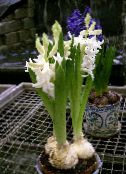 фото Кімнатні квіти Гіацинт трав'яниста, Hyacinthus білий