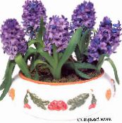 снимка Интериорни цветове Зюмбюл тревисто, Hyacinthus виолетов