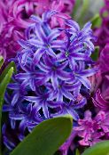 fotografie Oală Flori Zambilă planta erbacee, Hyacinthus albastru inchis