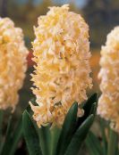 foto Flores de salón Jacinto herbáceas, Hyacinthus amarillo