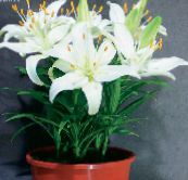 fénykép Pot Virágok Lilium lágyszárú növény fehér