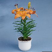 foto Pote flores Lilium planta herbácea laranja