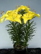 bilde Pot Blomster Lilium urteaktig plante gul