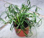 bilde Pot Blomster Spraglete Lily Turf urteaktig plante, Liriope syrin