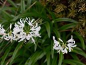 branco Guernsey Lily Planta Herbácea