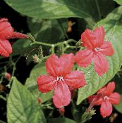 photo des fleurs en pot Usine De Singe, Ruellia Rouge les plantes ampels rouge