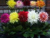 φωτογραφία Εσωτερικά λουλούδια Ντάλια ποώδη, Dahlia οινώδης