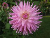 roze Dahlia Kruidachtige Plant