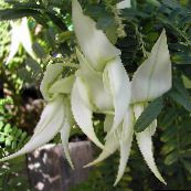 foto Pot Bloemen Kreeft Klauw, Papegaai Snavel kruidachtige plant, Clianthus wit