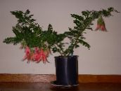 photo des fleurs en pot Pince De Homard, Bec De Perroquet herbeux, Clianthus rouge