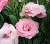 foto Pote flores Texas Bluebell, Lisianthus, Tulip Gentian planta herbácea, Lisianthus (Eustoma) rosa