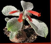фотографија Затворене Цветови Рецхстеинериа травната, Rechsteineria црвено