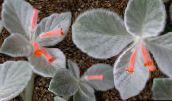 foto Pot Bloemen Rechsteineria kruidachtige plant rood