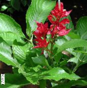 снимка Интериорни цветове Sanchezia, Пожарни Пръсти тревисто червен