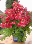 φωτογραφία Εσωτερικά λουλούδια Φτωχοί Επανδρώνει Ορχιδέα ποώδη, Schizanthus κόκκινος