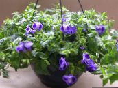 photo  Wishbone flower, Ladys slipper, Blue wing hanging plant, Torenia dark blue