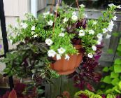 foto Krukblommor Nyckelben Blomma, Ladys Toffel, Blå Vinge ampelväxter, Torenia vit