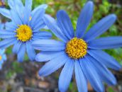 Blaues Gänseblümchen-