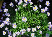 fotografie Kvetinové Kvety Blue Daisy trávovitý, Felicia amelloides modrá
