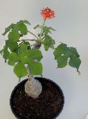 Peregrina, Gicht Pflanze, Guatemaltekische Rhabarber