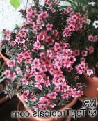 zdjęcie Pokojowe Kwiaty Leptospermum krzaki różowy