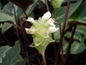 foto Flores de salón Calathea, Planta Cebra, Planta De Pavo Real herbáceas blanco