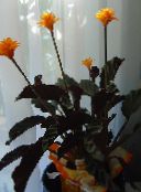 фотографија Затворене Цветови Цалатхеа, Зебра Биљка, Паун Биљка травната, Calathea поморанџа