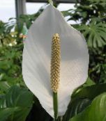 foto Pote flores Peace Lily planta herbácea, Spathiphyllum branco