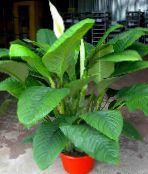 photo Pot Flowers Peace lily herbaceous plant, Spathiphyllum white