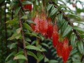 fotoğraf Saksı çiçekleri Agapetes asılı bitki kırmızı