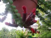 photo des fleurs en pot Agapetes les plantes ampels rouge