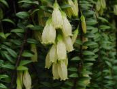 foto I fiori domestici Agapetes le piante rampicante bianco