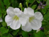 foto Topfblumen Asystasia sträucher weiß