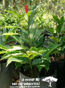 foto Pot Bloemen Rode Gember, Shell Gember, Indian Gember kruidachtige plant, Alpinia rood