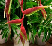 foto Pot Bloemen Kreeft Klauw,  kruidachtige plant, Heliconia rood