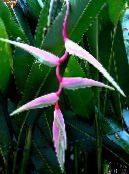 foto Topfblumen Karabiner,  grasig, Heliconia rosa