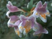 zdjęcie Pokojowe Kwiaty Abelia krzaki różowy