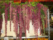 foto Pote flores Amaranthus, Love-Lies-Bleeding, Kiwicha planta herbácea, Amaranthus caudatus clarete