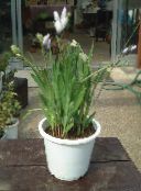 hvid Bavian Blomst, Bavian Rod Urteagtige Plante