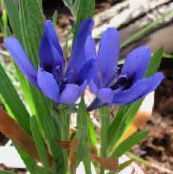 photo  Baboon Flower, Baboon Root herbaceous plant, Babiana light blue
