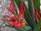 fotografie  Floare Babuin, Rădăcină Babuin planta erbacee, Babiana roșu
