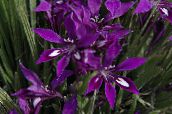 zdjęcie Pokojowe Kwiaty Babiana trawiaste purpurowy