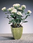 foto Unutarnja Cvjetovi Jasmin Biljka, Grimizna Trumpetilla grmovi, Bouvardia bijela